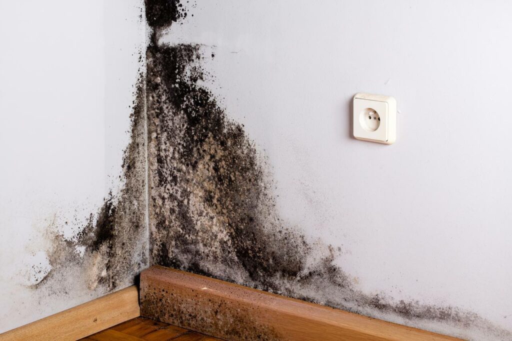 The Houston Homeowner’s Guide to Black Mold Remediation